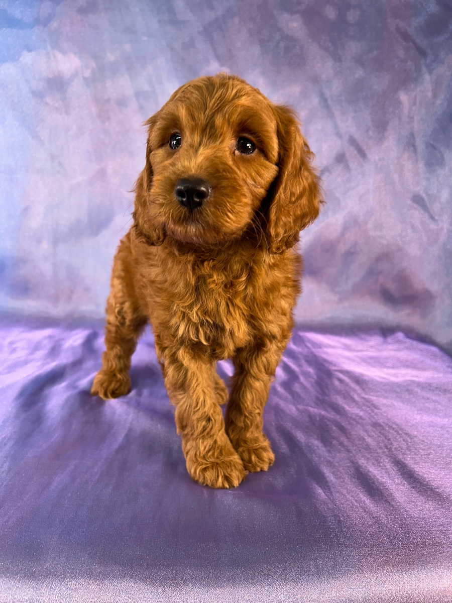 Red Male Miniature Goldendoodle Puppy for Sale DOB 7-20-2026 $1200